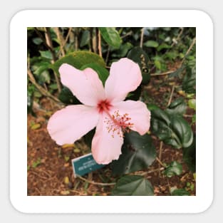 Pink Hawaiian Flower Sticker